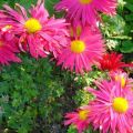 Descriptions of the species of the best varieties of chrysanthemums, wintering in the open field and perennial