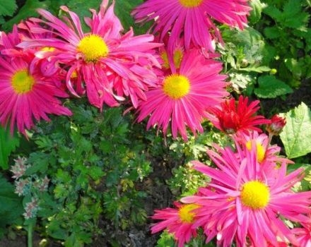 Descriptions of the species of the best varieties of chrysanthemums, wintering in the open field and perennial