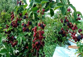 How and what to feed blackberries in spring, summer and autumn during flowering and fruiting