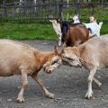 Kako odbiti kozu od guranja i zašto to radi, deaktivirajući rogove