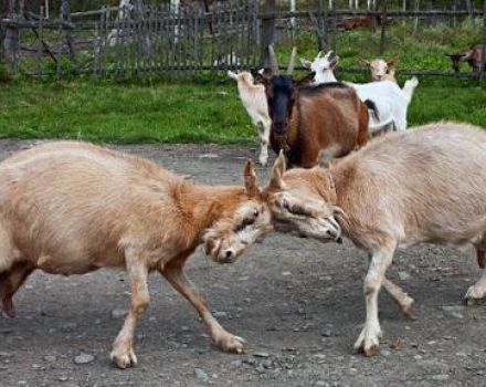 Ako odstaviť kozu od zadku a prečo to robí, deaktiváciu rohov