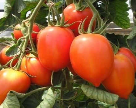 Egenskaper och beskrivning av den kolibriade tomatsorten