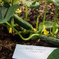 Description of cucumbers varieties Babushkin secret f1, growing and care