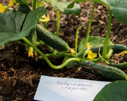 Beskrivning av gurkasorter Babushkin hemlighet f1, odling och vård