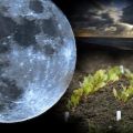 Lunar calendar for the gardener and gardener for March 2020, the best and worst days for sowing