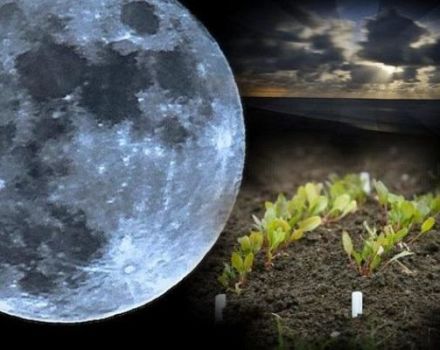Maankalender voor de tuinman en tuinman voor maart 2020, de beste en slechtste dagen om te zaaien