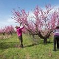 När och hur man beskär persikor för att bilda ett träd