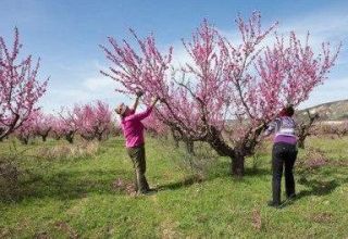 När och hur man beskär persikor för att bilda ett träd