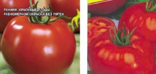 Pomidorų veislės „Tmae 683 f1“ iš Japonijos aprašymas