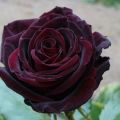 Beskrivning och egenskaper hos svarta magiska rosor, plantering och vård