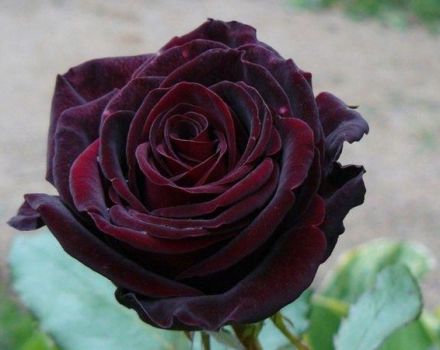 Beskrivning och egenskaper hos svarta magiska rosor, plantering och vård