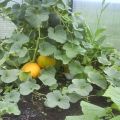 Vytváření, pěstování, pěstování a péče o melouny ve skleníku