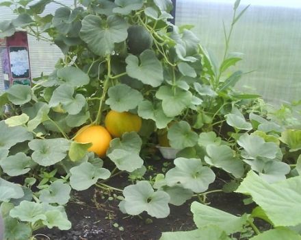 Vorming, aanplant, teelt en verzorging van meloenen in de kas
