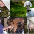 Come mungere una capra e caratteristiche di cura, consulenza di esperti
