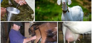 How to milk a goat and care features, expert advice