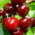 Descripción de variedades de cerezas de frutos grandes, polinizadores, cultivo y cuidado.