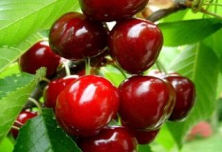 Beskrivning av sorter av storfruktade körsbär, pollinerare, odling och vård