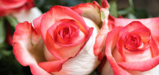 Beskrivning och kännetecken för Blush rosor, odlingens finesser