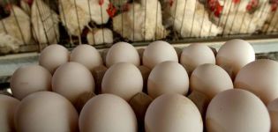 Ar broileriai namuose deda kiaušinius ir laikosi paukščių laikymo taisyklių?