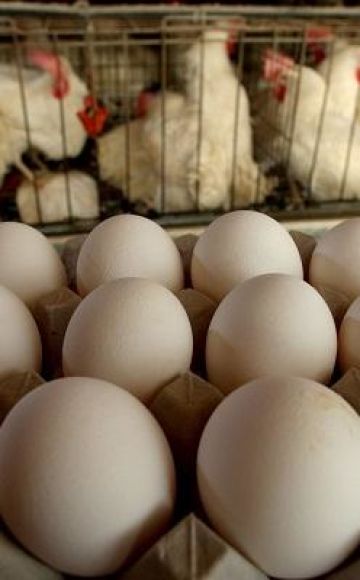 Да ли бројлери полажу јаја код куће и правила држања птица?