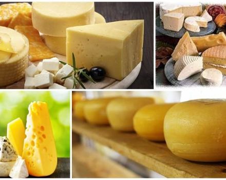 Los 4 tipos y nombres principales de quesos de leche de oveja, beneficios y daños para el cuerpo