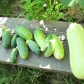 Är det möjligt att plantera zucchini och gurkor bredvid dem, deras kompatibilitet