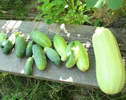 Is het mogelijk om courgette en komkommers naast hen te planten, hun compatibiliteit