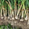 Why garlic can grow small, not divide into cloves and grow in one head