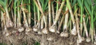 Why garlic can grow small, not divide into cloves and be born with one head