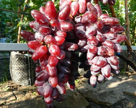 Описание и характеристики на сорта грозде Байконур, особености на отглеждане и история на размножаване