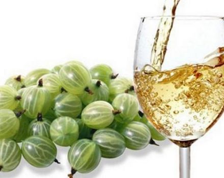 15 easy step-by-step recipes for making gooseberry wine at home