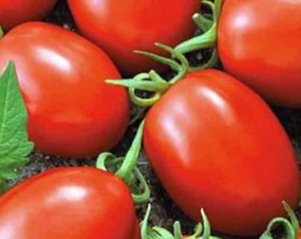 Descripción de la variedad de tomate Matador y sus características