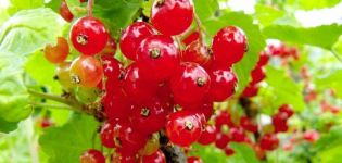 Beschrijving van rode bessenvariëteiten Marmeladnitsa, planten en verzorgen