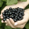 Användbara egenskaper och kontraindikationer av svarta vinbär för människokroppen