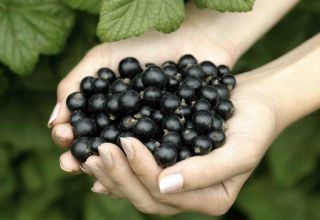 Useful properties and contraindications of black currant for the human body