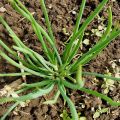 Planting, growing and caring for family onions in the open field