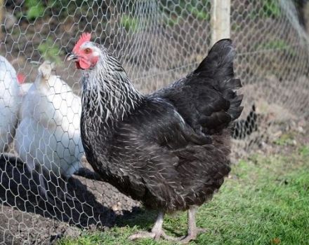 Beskrivning och egenskaper hos rasen av kycklingar Kotlyarevskaya, underhållsregler