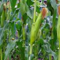 Technologie voor het kweken en verzorgen van maïs in het open veld, agrotechnische omstandigheden
