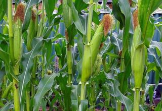 Technologie voor het kweken en verzorgen van maïs in het open veld, agrotechnische omstandigheden