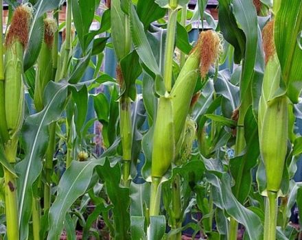 Technology of growing and caring for corn in the open field, agrotechnical conditions
