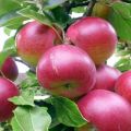Beschrijving van de variëteit aan appelbomen Super Prekos, teelt en opbrengst