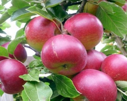 „Super Prekos“ obelų veislės aprašymas, auginimas ir derlius
