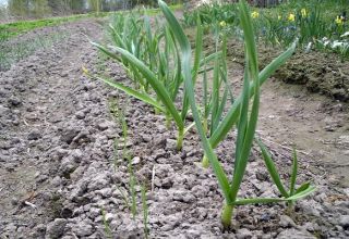 Do I need to rake the soil from the heads of garlic before harvesting?