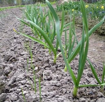 Do I need to scoop up the soil from the heads of garlic before harvesting?