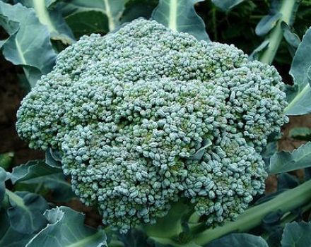 Anledningar till att broccoli kan bli färg och vad du kan göra