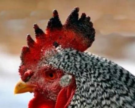 Warum hat ein Hahn oder Huhn schwarze Flecken auf dem Kamm, Krankheitsursachen und Behandlungsmethoden?