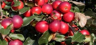 Опис сорти и карактеристике сорте јабука Пионерка, правила узгоја у регионима