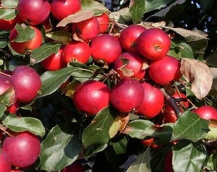Description of the varieties and characteristics of the Pionerka apple variety, the rules for growing in the regions