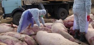 Causes et symptômes de la peste porcine africaine, danger pour l'homme et comment elle se transmet