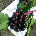 Descrizione e caratteristiche della varietà di uva spina Chernomor, semina e cura